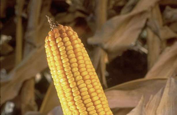 http://www.thetechherald.com/media/images/200807/Monsanto_GM_corn_Photo_Monsanto.jpg