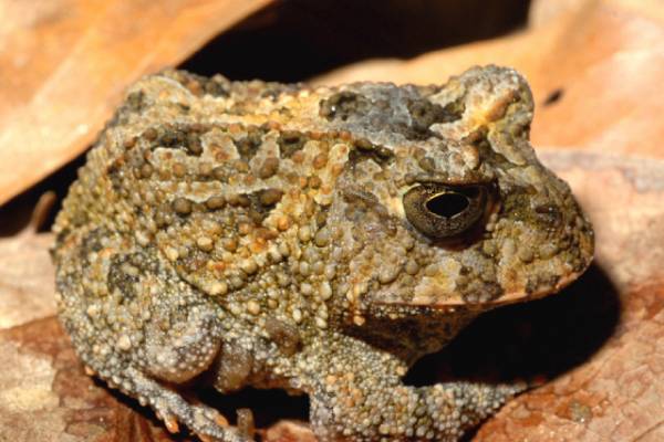 Photo: This horned toad believed to be new to science of the genus Proceratophrys, was one of 14 new species found by scientists in Brazil. Credit: Conservation International.
