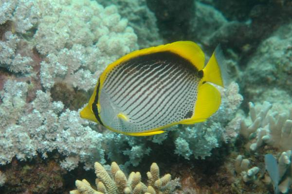 Photo: great barrier reef, australia. credit: leonard low/flickr