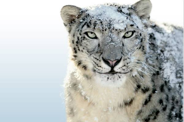 snow leopard pictures. Snow Leopard bug waxes user