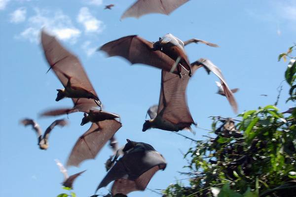 Pictures Of Fruit. An orge of fruit bats